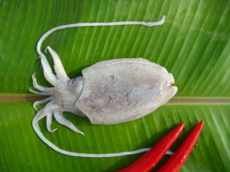 CUTTLE FISH