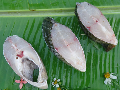 TILAPIA PROTION