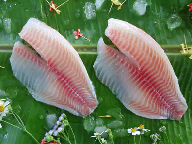 TILAPIA FILLET