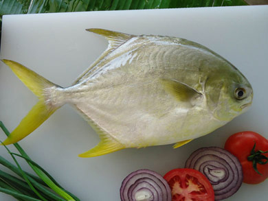 GOLDEN POMFRET