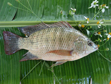 WHOLE ROUND TILAPIA